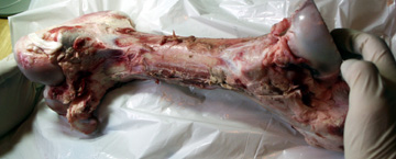 Cow Femur